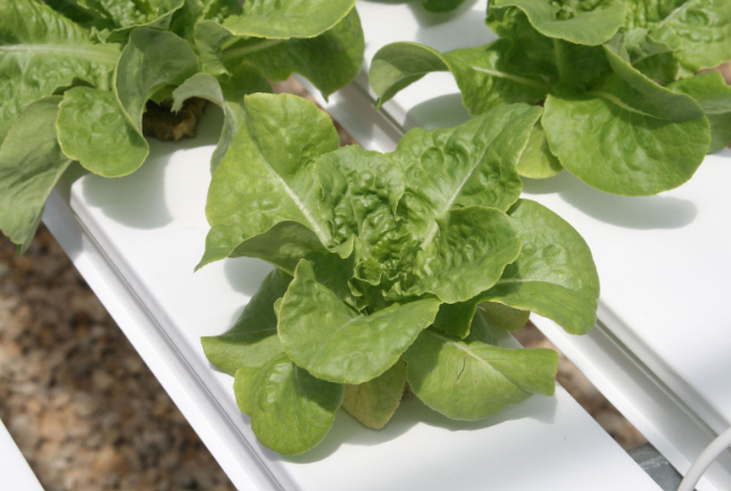 Hydroponics—the Science Of Growing Plants Without Soil